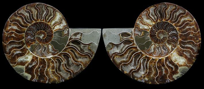 Cut & Polished Ammonite Fossil - Agatized #49908